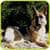 German Shepherd Training Tips