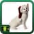 Cats Wallpaper