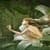 Fairy Rain-forest Live Wallpaper