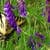 Nature Live Wallpaper 142