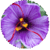 Benefits of Saffron