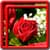 Rose Live Wallpapers