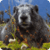 Funny Marmots : Loving Animals