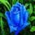 Blue Roses Live Wallpaper