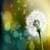Dandelion Live Wallpaper Best