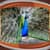 Best Peacock Live Wallpapers