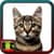 Cat Pictures