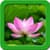 Lotus Live Wallpapers Top