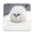 Cute Puppy Wallpapers Free