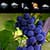 Grape Widget Clock Weather