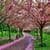 Sakura Flowers Scenery Live Wallpaper