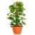 Indoor Plants Care V1