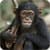 Chimpanzee Ringtones