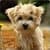 Funny puppies images HD Wallpaper
