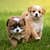 Puppy Wallpapers 4K Background