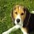Cute Beagle Puppy Live Wallpaper
