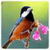 3D Birds Live HQ Wallpaper