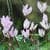 Nature Live Wallpaper 149
