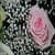 Beautiful Pink Rose Live Wallpaper