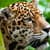 Cute Animals Babies Pictures Wallpaper