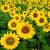 Flower Field Wallpaper