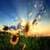 Sunflower Field Live Wallpaper Free