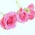 Three pink roses Wallpaper HD