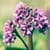 Beautiful Pink Flowers Live Wallpaper