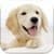 Dog Pairs