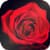 Red Rose HD Wallpaper