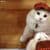 New Cute Cat Wallpaper HD 