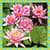 Water Lily Photo Collage Free