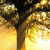 Beauty Sunshine Live Wallpaper