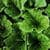 Pumpkin Leaves Live Wallpaper