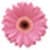 Pink flower wallpaper images