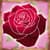 Roses Photo Crop Editor