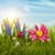 Spring Live Wallpapers Free