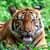 Tiger Live Wallpapers Top