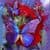 Waving Tulips  and Butterflies