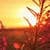 Nature Live Wallpaper 62