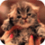 Cute Little Kitty Live Wallpaper