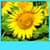 Sunflower Live Wallpapers Best