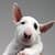 Ultimate Puppies Live Wallpaper