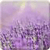 Lavender HD Wallpaper - Mindblowing
