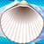 Free Seashells Photo Collage