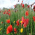 Sea Of Flowers HD