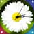 Newest Flower Clock Live Wallpapers