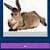 Animal Guess