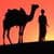 Camel Live Wallpaper