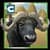 Buffalo Wild Bull Simulator